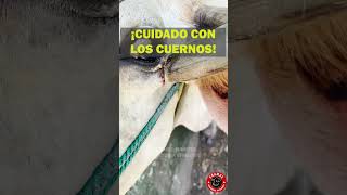 ⚠🐂 ¡CUIDADO CON LOS CUERNOS 🐂⚠ corral campo ganado rancho [upl. by Kaltman]