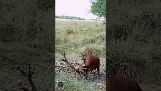 Ce magnifique cerf est prêt à en découdre  cerf brame redstag [upl. by Janella]