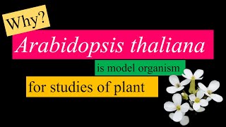 Arabidopsis thaliana is a model organism for plant studies WHY [upl. by Oaks]