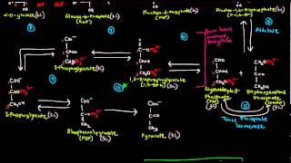 Glycolysis Part 2 of 3  The 10 Steps [upl. by Ayotan]