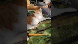 Orange cat with hyperesthesia cats cat catlover orangecat hyperesthesia catchallenge catlife [upl. by Reste]