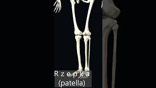 Rzepka patella anatomy tutorial [upl. by Vallonia613]