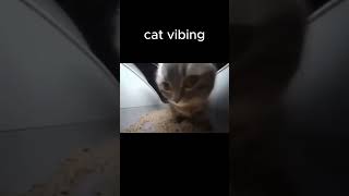 Cat vibing 🥰  cat shaking head to music meme shorts meme memes [upl. by Aratahc]