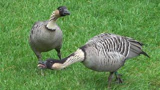 Nene Hawaiian goose [upl. by Fredek]