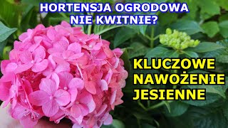 HORTENSJA OGRODOWA Nie Kwitnie Kluczowe Nawożenie Jesienne Przycinanie Zimowanie Uprawa Hortensji [upl. by Asirret137]