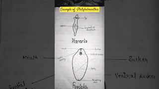 Diagram of Planaria and Fasciola biology agarhotum short viral trending [upl. by Michiko]