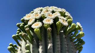 🌵Saguaro of the Day🌵 FLORIA OUCHIA Has So Many Flowers 😁🤩💕  Darby Well Road near Ajo AZ 🌴 [upl. by Roybn255]