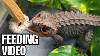 I FOUND A NEW BABY CROCODILE SKINK SILKWORM FEEDING VIDEO [upl. by Ifill977]