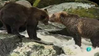 Osos Gigantes de Alaska  Documental Completo [upl. by Vasilis142]