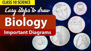 Important Biology Diagrams  Easy steps to draw  Class 10  CBSE Science  CBSE Boards 2024 [upl. by Koblas185]