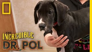 Quarantined Pup  The Incredible Dr Pol [upl. by Asilim32]