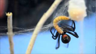 אלמנה אמריקאית  ציד  Latrodectus mactans hunting  X2 SPEED [upl. by Esital]