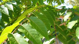 Ailanthus altissima pajasan žláznatý [upl. by Vito]