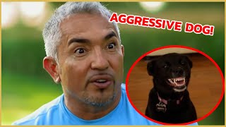 I teach an aggressive dog how to get into the car  Cesar 911 [upl. by Bilac691]