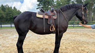 Percheron mare riding [upl. by Aniroz]