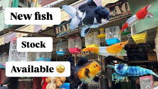 fighter non fighter fish stock available baba fish aquarium kota youtube newkota fishingvideo [upl. by Gerhardine]