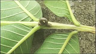 Loop banakar chalne wala caterpillar II Castor Semilooper II कैस्टर सेमिलूपर lIsemilooperlarvae [upl. by Namajneb743]