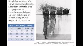 Defoliation Management Impacts on Pasture and Root Growth Thomas Griggs [upl. by Krisha744]