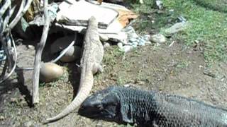 Giant Monitor Lizard Showing Teeth on Command [upl. by Eahsal]