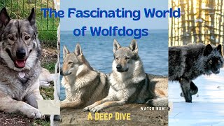 The Fascinating World of Wolfdogs  A Deep Dive [upl. by Yasu]