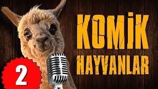 Pisi TV Komik Hayvanlar 2  Bu Hayvanlar Konuşuyor [upl. by Lorimer398]