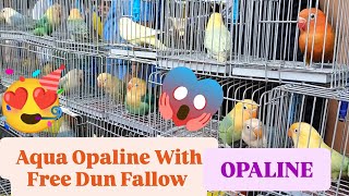 Vlog501 Aqua Opaline With Free Opaline Dun Fallow😱😱😱🦜 [upl. by Aicnelev]