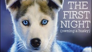 The First Night Owning A Husky Puppy [upl. by Eileek61]