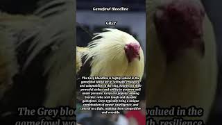 Gamefowls Bloodline  Grey 1 [upl. by Drannek475]