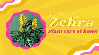 Zebra plant care at home  Brilliant House Plant [upl. by Sitrik786]