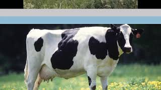 Holstein Friesian cattle  holstein friesian cattle characteristics [upl. by Roselyn]