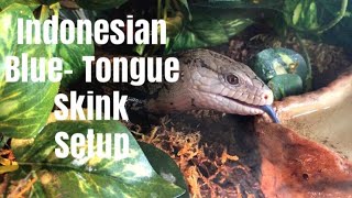 Indonesian Blue Tongue Skink Enclosure Setup How To [upl. by Tyler]