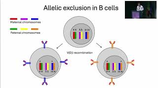 AIRRC7  Immunoglobulin heavychain constant gene polymorphisms in multiple sclerosis A Lossius [upl. by Eixela]