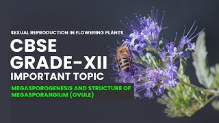 CBSE Grade XII Biology  Megasporogenesis and Structure of Megasporangium Ovule Video Lecture [upl. by Ariana]