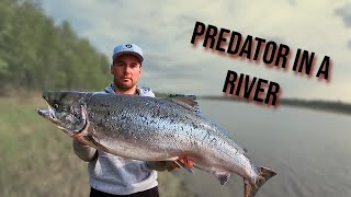 GREAT SALMON from Torne River Finland  Traditional method [upl. by Gorrono]