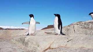 Adelie Penguins and their Offspring [upl. by Neleh183]