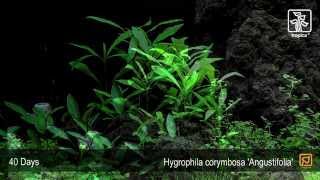 Hygrophila costata Angustifolia [upl. by Nibot]