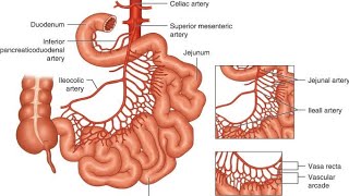 GIT Lecture 11 ANATOMY OF SMALL INTESTINE amp PARTS [upl. by Eisle]