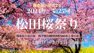 4K まつだ桜祭り 2024年2月3日（土曜日）〜3月3日（日曜日）河津桜 関東富士見百景 松田町西平畑公園 [upl. by Boarer]