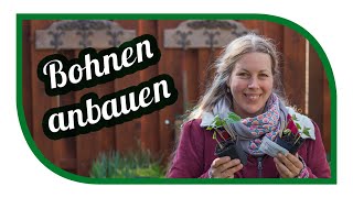 Bohnen anbauen 🌱 Unsere Tipps für Stangenbohnen und Buschbohnen [upl. by Reyna]