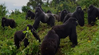 The Greatest Fights In The Animal Kingdom Part 1 BBC Earth [upl. by Merete]