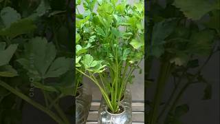 How to Grow Coriander at Home Using Plastic Bottles plants farming shorts [upl. by Daas]