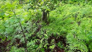 Pteridium aquilinum  Bracken Fern [upl. by Haskel]