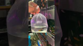 New fish bowl setup 🤪 minivlog pets mollyfish viral petsvlog [upl. by Alaik247]