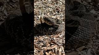 SlowMo of Rattlesnake Rattling snake wildlife animals nature [upl. by Saalocin]