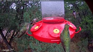 Male Blackchinned Hummingbird Hovers Over Nectar Port – June 8 2017 [upl. by Odnomor]