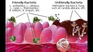 MSM miracle  What is Methyl Sulfonyl Methane [upl. by Heyer]