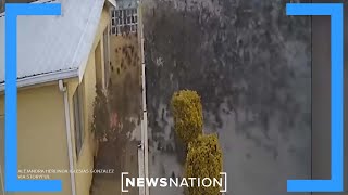 Video shows massive flock of birds fall from sky in Mexico  Banfield [upl. by Souza]