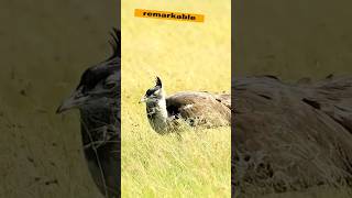 Kori bustard large bird flying viral wildlife bird shorts [upl. by Rollie]