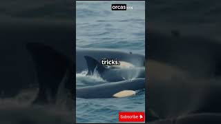 Why Orcas Are the Most Fascinating Creatures in the Ocean shortsvideo facts wildlifeknowledge [upl. by Dave]