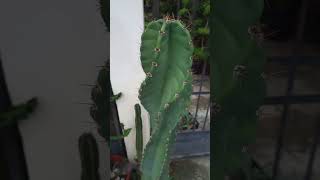 Cactus Cereus o Euphorbia [upl. by Adnileb]